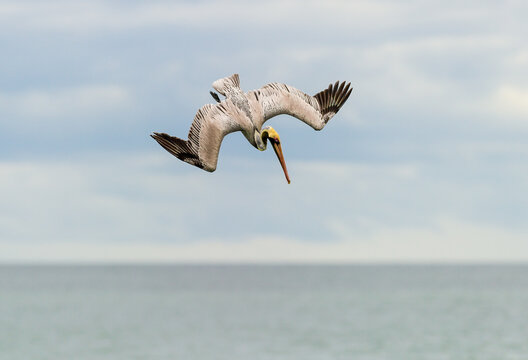 Pelican Diving Flying Hunting