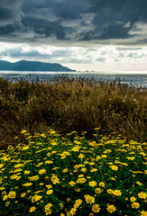Yellow flowers in a cliff near the sea