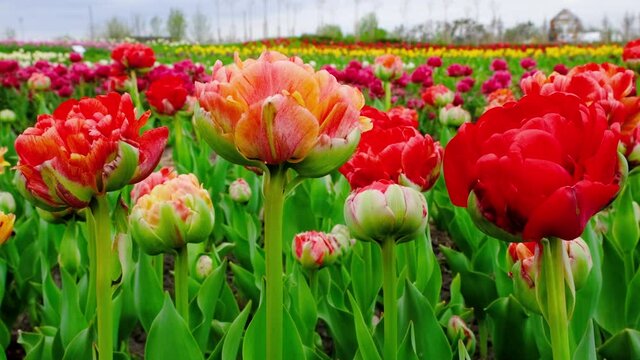 Close up view on Field or meadow of red tulips. Field of peony tulips. Tulips flowers sway in the wind. High quality 4k footage