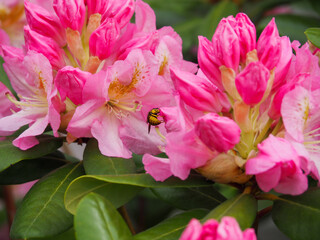 Fototapeta premium OLYMPUS DIGITAL CAMERA