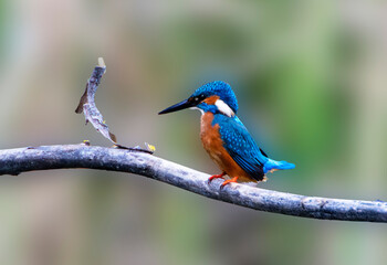 A Common Kingfisher (alcedo atthis) in the Reed, in Heilbronn, Germany