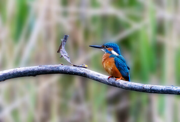 A Common Kingfisher (alcedo atthis) in the Reed, in Heilbronn, Germany