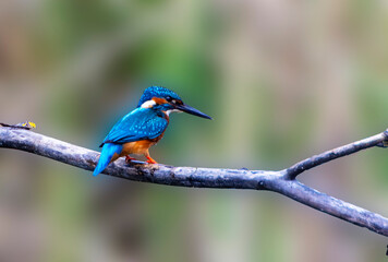 A Common Kingfisher (alcedo atthis) in the Reed, in Heilbronn, Germany