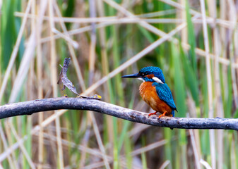 A Common Kingfisher (alcedo atthis) in the Reed, in Heilbronn, Germany