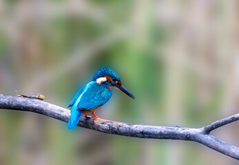A Common Kingfisher (alcedo atthis) in the Reed, in Heilbronn, Germany