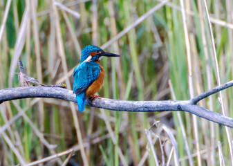 A Common Kingfisher (alcedo atthis) in the Reed, in Heilbronn, Germany
