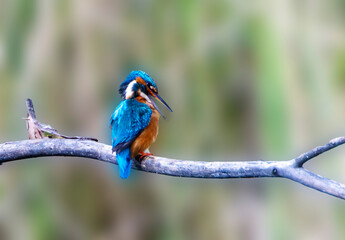 A Common Kingfisher (alcedo atthis) in the Reed, in Heilbronn, Germany