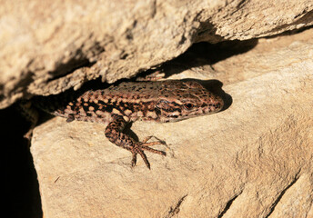 Wall Lizard at a wall, Wartberg, Heilbronn, Germany, Europe