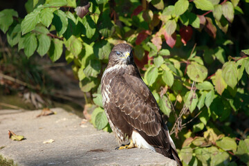 A common buzzard on a tree