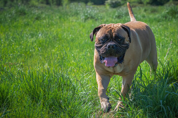  2021-05-16 BULLMASTIFF WALKING IN A LUSH GREEN PASTURE