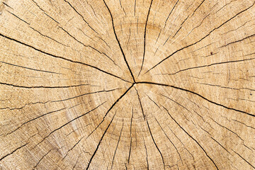 Cross section of wood close up. Tree trunk with tree rings and cracks