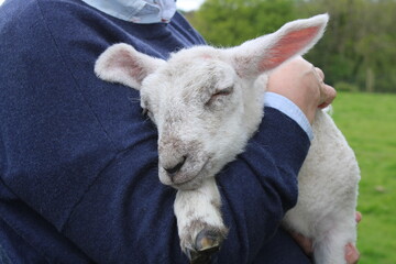 Lamb asleep in a farmers arms © Sue Edmondson