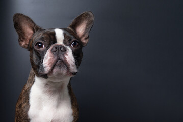 Portrait boston terrier pure breed dark background closeup copyspace