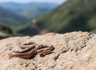 Southern Smooth Snake (Coronella girondica) in its environment. 
Culebra lisa meridional.
