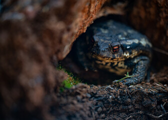 Common Toad (Bufo spinosus) in its environment. Wild common toad. Red eyed toad. Red eyes. Sapo común.