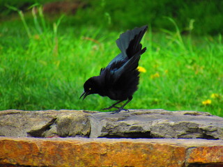 crow on the grass