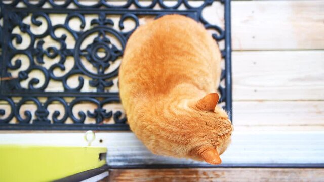 Directly above flat top high angle view on fat obese overweight stray abandoned ginger tabby cat waiting sitting by house home porch entrance