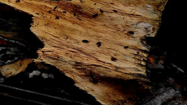 A tree bark burning in a fire along which woodlice crawl. Woodlouse Porcellio scaber escape from the fire by crawling along the bark wood. A closeup view of a pill bug crawling down the bark of a tree