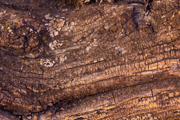 Olive tree texture for backgrounds