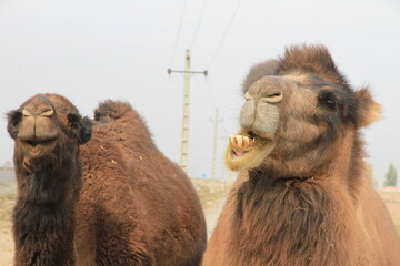 camel close-up face