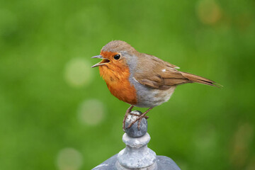 European Robin