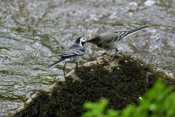 Pied Wagtail bird feeding young female