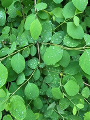 green leaf on rainy day