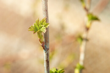 Fresh new green buds on currant branches at springtime garden background