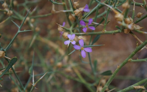 Zilla Spinosa bloom, selective focus on flowers, purposely blurred
