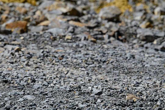 Flussregenpfeifer (Charadrius dubius) auf dem Nest in einem Steinbruch // nesting Little ringed plover
