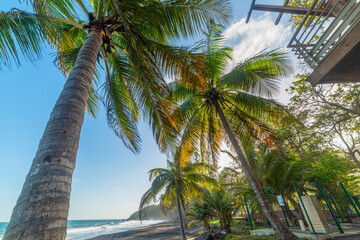 Tall coconut palm trees in Grande Anse in Guadeloupe