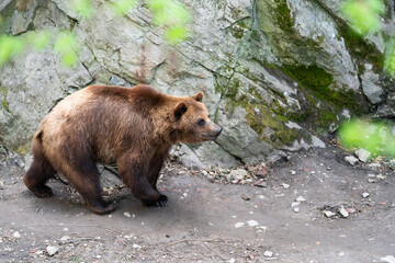 View of a bear that lives in a pit at Cesky Krumlov Castle - Cesky Krumlov, Czech Republic