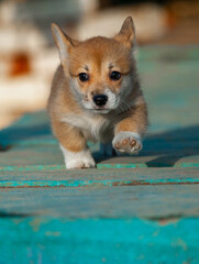 Cute corgi puppy runs forward