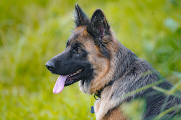Beautiful german shepherd dog