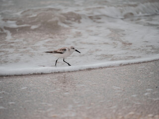 bird on the beach