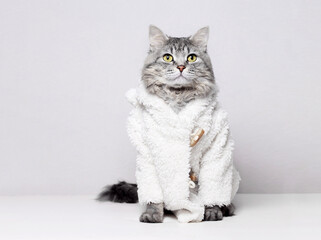 Funny gray tabby cute kitten with beautiful big eyes. Pets concept. Lovely fluffy cat in bear costume on white background.