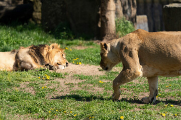 The lion is a species in the family Felidae and a member of the genus Panthera. It is most recognisable for its muscular, deep-chested body, short, rounded head, round ears, and a hairy tuft.