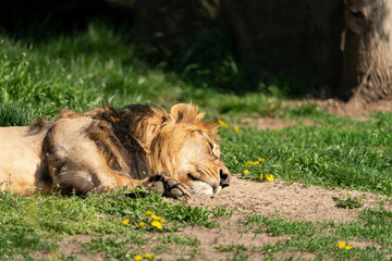 The lion is a species in the family Felidae and a member of the genus Panthera. It is most recognisable for its muscular, deep-chested body, short, rounded head, round ears, and a hairy tuft.