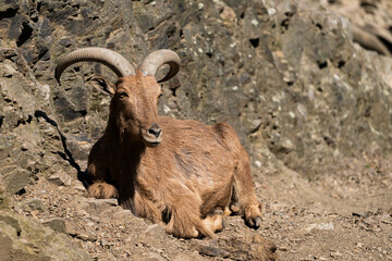 The Barbary sheep (Ammotragus lervia), also known as aoudad is a species of caprid native to rocky mountains in North Africa. It is also known as waddan, arwi or moufflon.