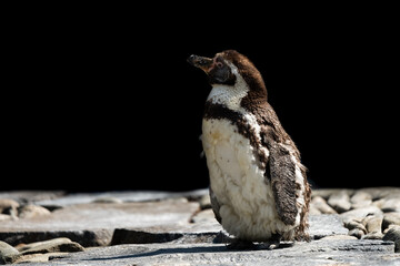The Humboldt penguin (Spheniscus humboldti) is a South American penguin living mainly in the Pingüino de Humboldt National Reserve in the North of Chile. Black background.