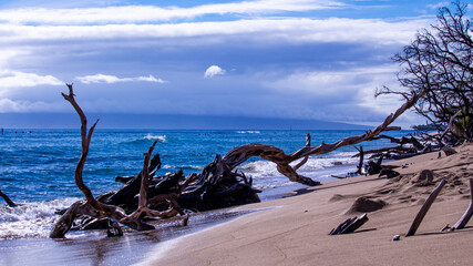 Tree on Maui beach near Lahaina