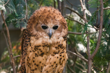 Owl in riverine dark forest. Pel's fishing owl, Scotopelia peli, perched on branch and waiting for...