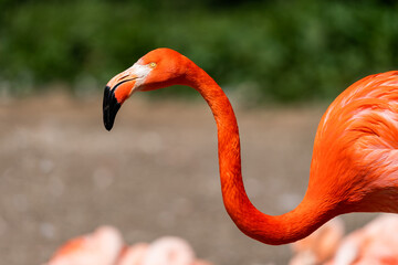 Fototapeta premium Phoenicopterus ruber. American Flamingo is a type of wading bird in the family Phoenicopteridae, the only bird family in the order Phoenicopteriformes.