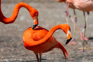 Phoenicopterus ruber. American Flamingo is a type of wading bird in the family Phoenicopteridae, the only bird family in the order Phoenicopteriformes.