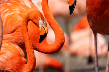 Phoenicopterus ruber. American Flamingo is a type of wading bird in the family Phoenicopteridae, the only bird family in the order Phoenicopteriformes.