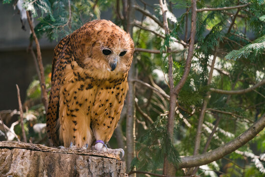 Owl in riverine dark forest. Pel's fishing owl, Scotopelia peli, perched on branch and waiting for prey. Large african nocturnal owl. Bird in nature habitat. One of the largest owl in the world.