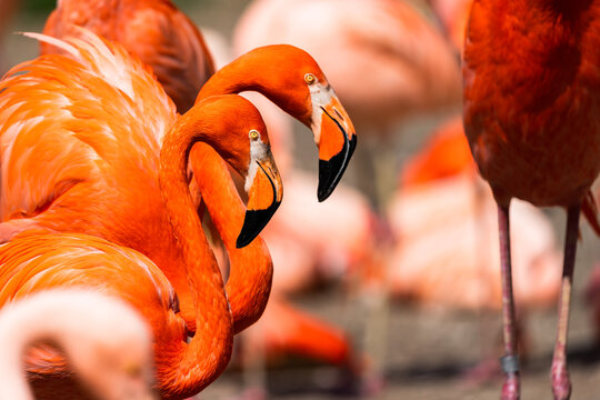 Phoenicopterus ruber. American Flamingo is a type of wading bird in the family Phoenicopteridae, the only bird family in the order Phoenicopteriformes.