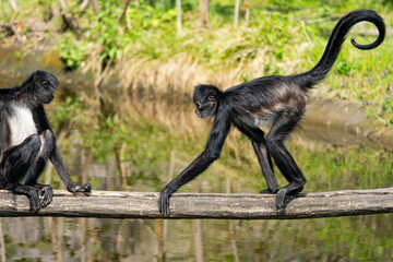 Geoffroy’s spider monkey (Ateles geoffroyi). It is one of the largest New World monkeys, often weighing as much as 9 kg. Its arms are significantly longer than its legs. Walk on tree.