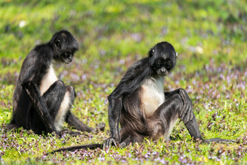 Geoffroy’s spider monkey (Ateles geoffroyi). It is one of the largest New World monkeys, often weighing as much as 9 kg. Its arms are significantly longer than its legs. Sitting on a grass.