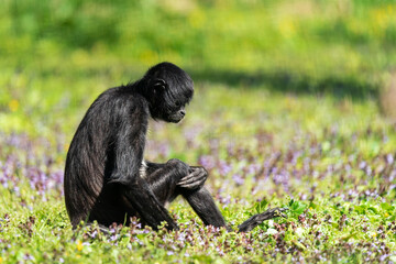 Geoffroy’s spider monkey (Ateles geoffroyi). It is one of the largest New World monkeys, often weighing as much as 9 kg. Its arms are significantly longer than its legs. Sitting on a grass.